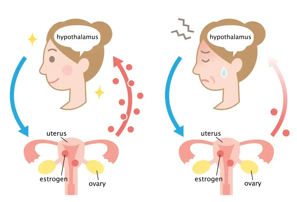 ovaries cease generating eggs during menopause
