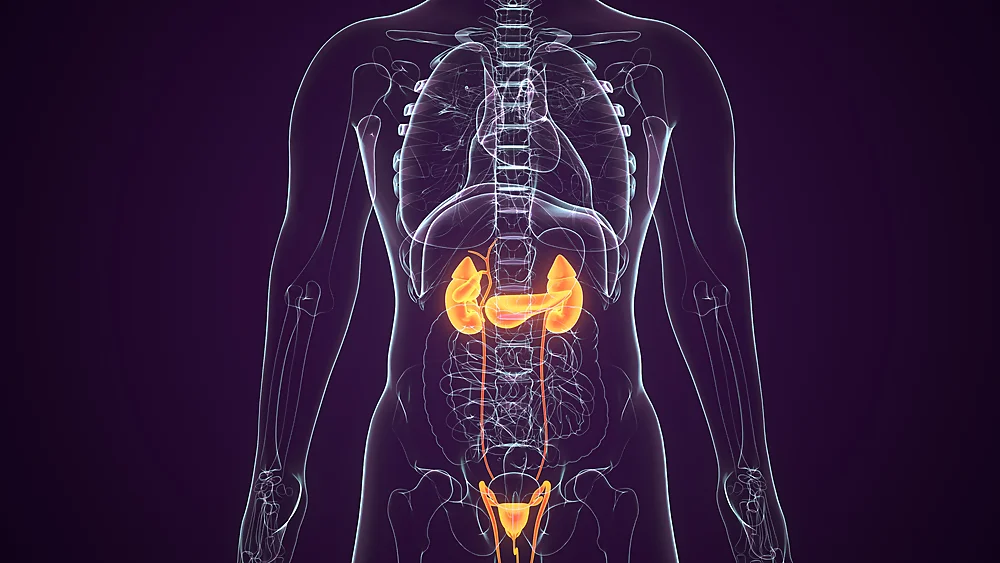 Genitourinary Renal System Conditions