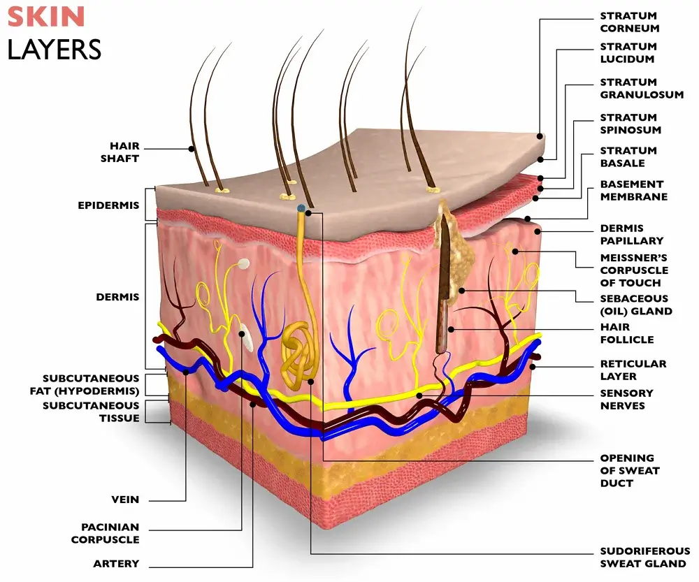 Skin Layers