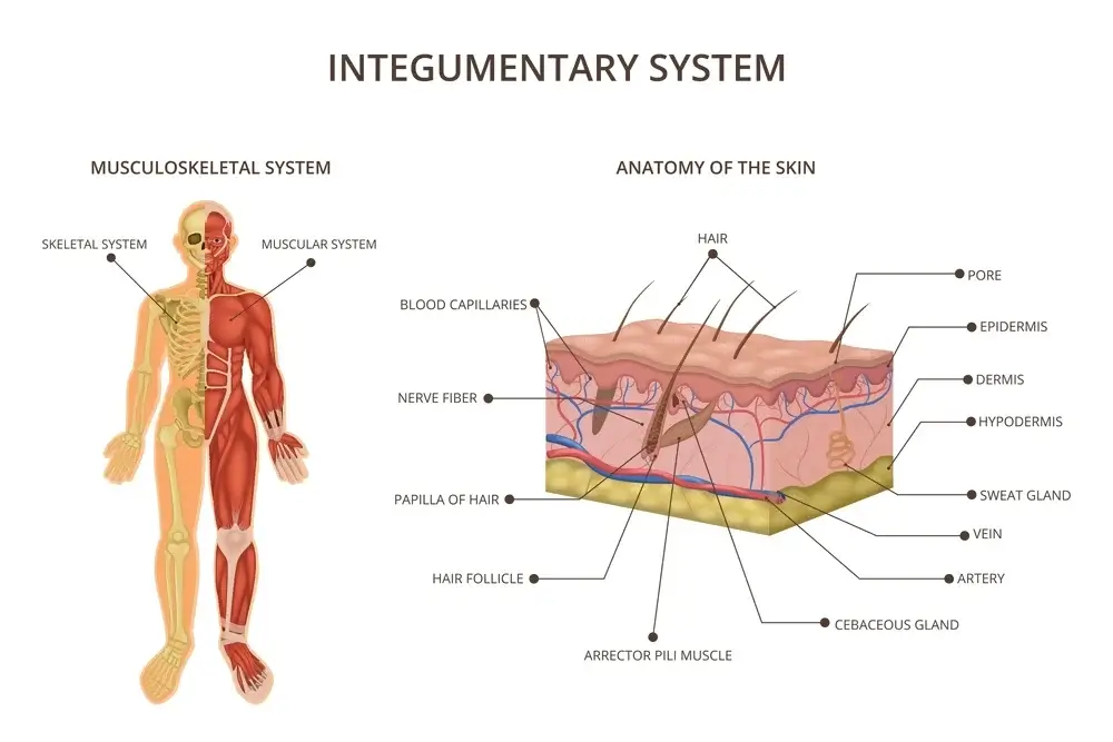 Integumentary System Integumentary System